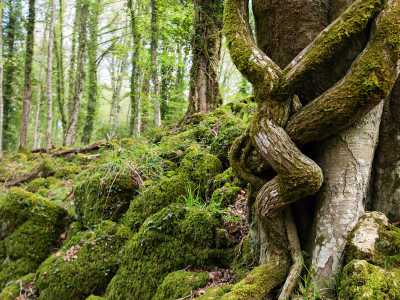 �2 stelle� - Gargano: Foresta Umbra 